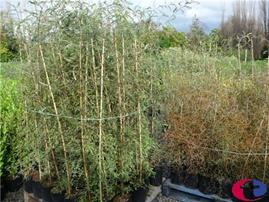 3,500 plants, trees and shrubs will be sold at No Reserve by Turners Auctions Palmerston North this Saturday, 15th May